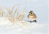 Horned Lark